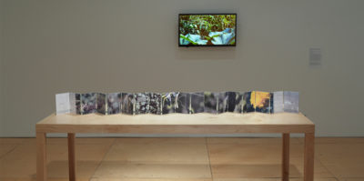 Displayed along a table is an accordion book with one whole side being a panorama of a garden, while the opposing side an outline of the geographic lands of planet Earth..On the wall adjacent to the accordion, is a video that is a documentation of moving plants accompanied by the sounds of wildlife.