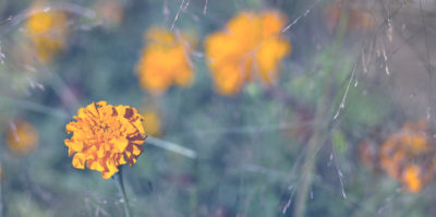 A focused, detailed photograph of a small, orange-yellow carnation positioned in the center-left of the image. Behind the single flower, a background of a very blurred, out of focus field of multiple other orange-yellow carnations are situated. The photograph is vinegetted with tiny strands of flower stems.