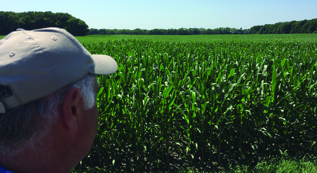 A photograph of a corn farm field. The field is a bright green color, and the corn plants are half grown. There is a person on the left side of the image, pictured shoulders above. They look into the distance of the field, and only the side of their face is visible. They are wearing a light- tan hat.