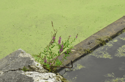 On the bottom left corner shows a big gray triangular shaped rock with a crack horizontally through the middle, with few branches of purple flowers and green leaves appearing on the rock’s right side. There is a gray diagonal curb that starts from the right side of the rock to the upper-right corner of the image. On the right side shows a pond with dark grey water with patches of bright lime green moss floating on top of it. On the left side shows another pond fully covered with the same green moss.