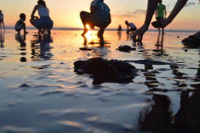 Dark silhouettes of baby turtles in the shallow waters on the beach edge.l. People are scattered around, squatting down to pick up the baby turtles. The sun is setting down in the background, showing the sky fading down from sky blue to orange-yellow on top and reflected in the water going up from dark blue to orange-yellow towards the horizon. A white-yellow sun is off-center to the left of the horizon which is in the upper quarter of the photo. The horizon also has a thin blue line in between the two orange/yellow sections.